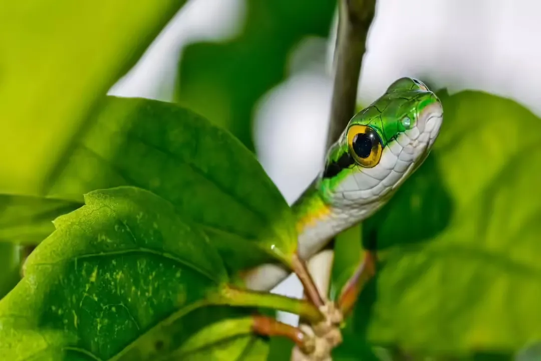Are parrot snakes venomous to humans?