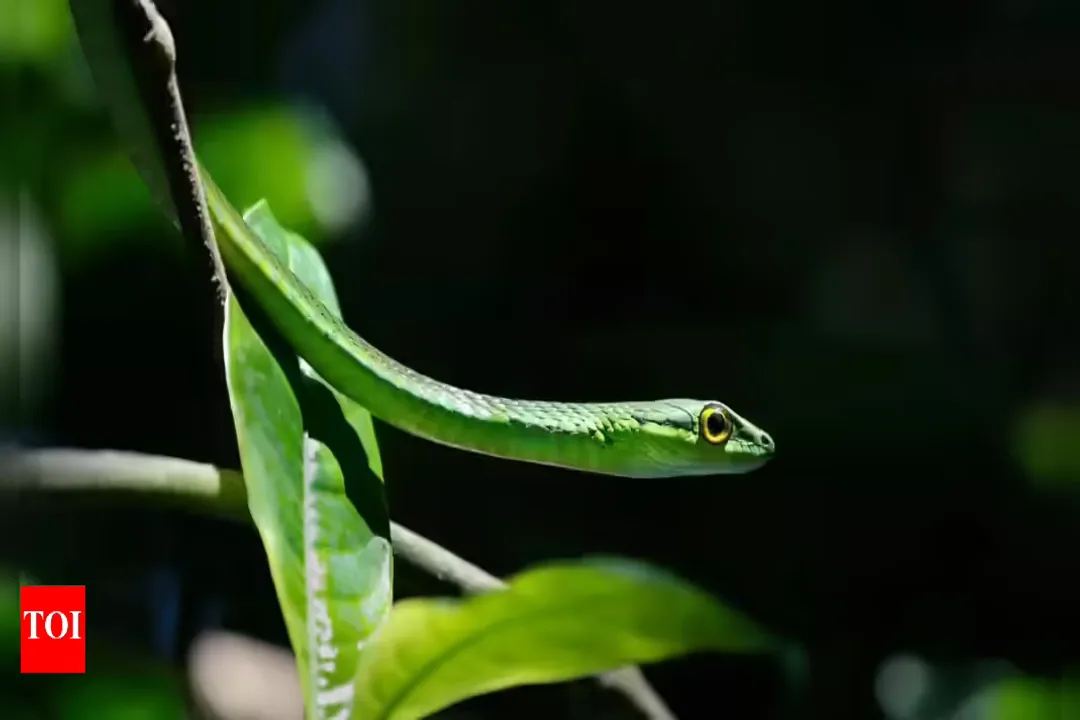 Are parrot snakes venomous to humans?, Venom Status