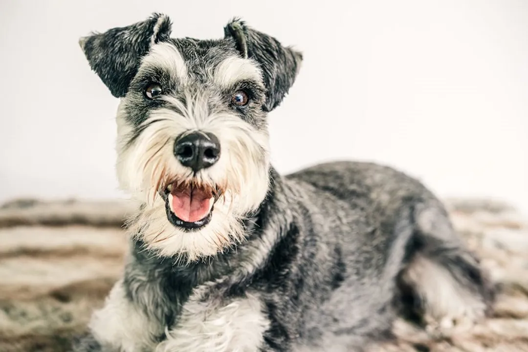 Are parti-colored Schnauzers purebred?, Standard Colors