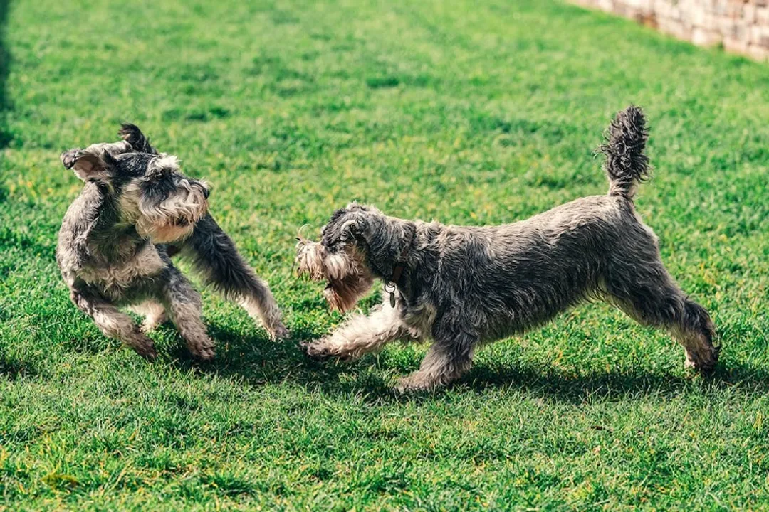Are parti-colored Schnauzers purebred?, Parti Definition