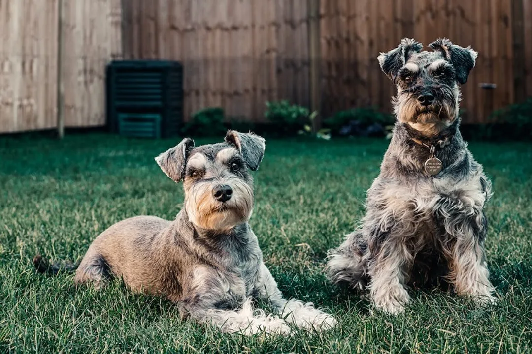 Are parti-colored Schnauzers purebred?, Recognition Status