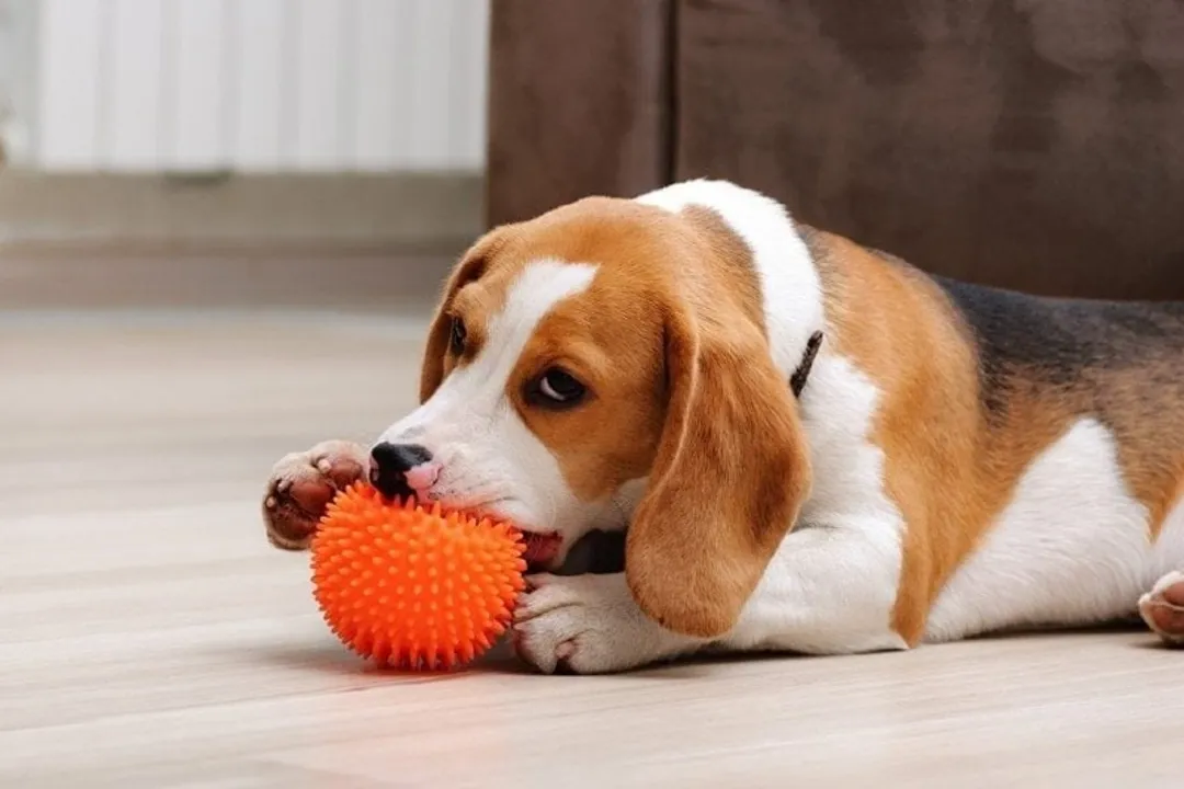 Are Peagles good for first-time owners?, Training Hurdles