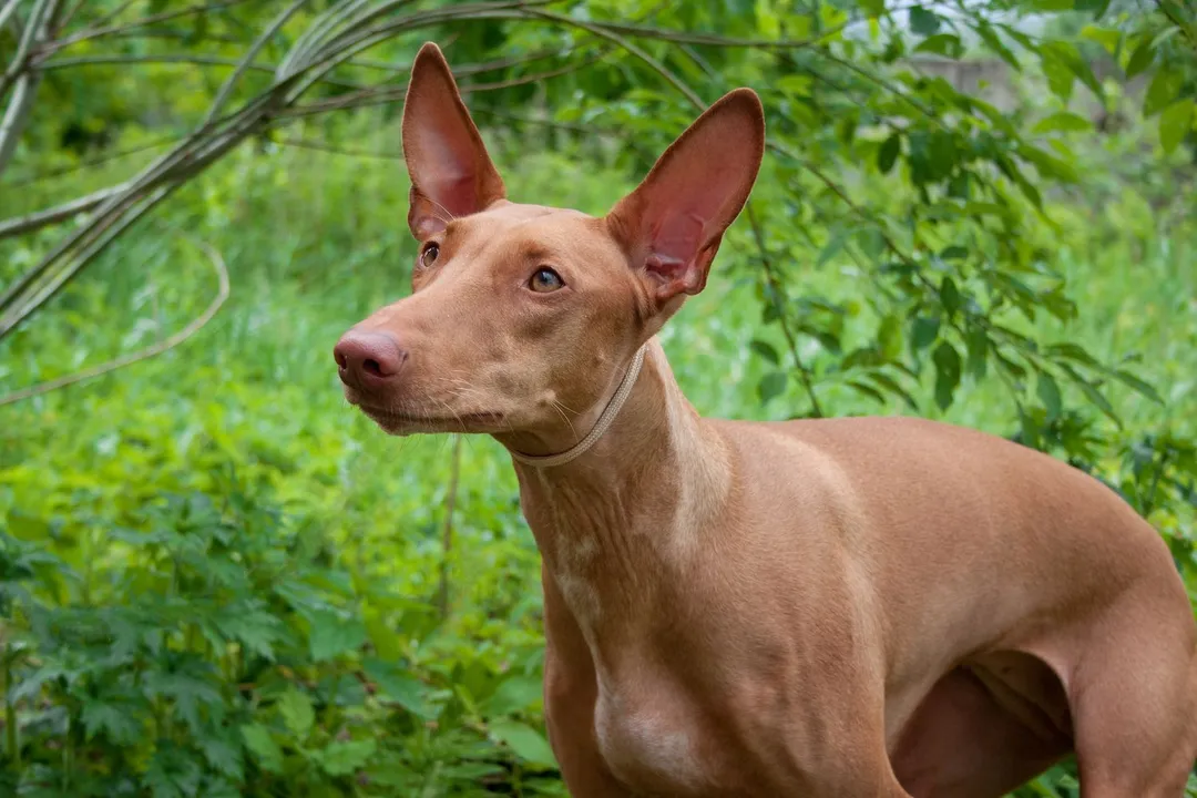 Are Pharaoh Hounds aggressive?