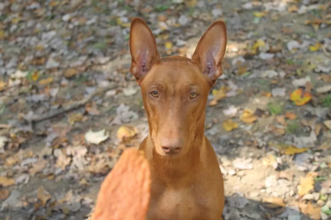 Are Pharaoh Hounds intelligent?, Instinct Versus Training
