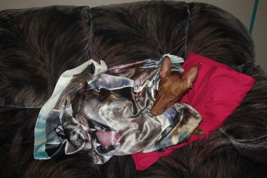 Are Pharaoh Hounds intelligent?, Defining Intellect