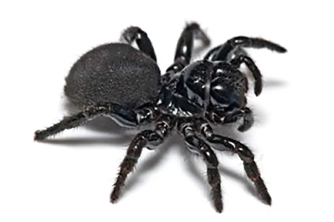 Are Pholcus spiders poisonous?, Identification Basics