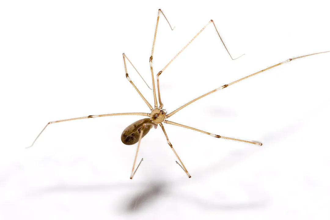 Are Pholcus spiders poisonous?