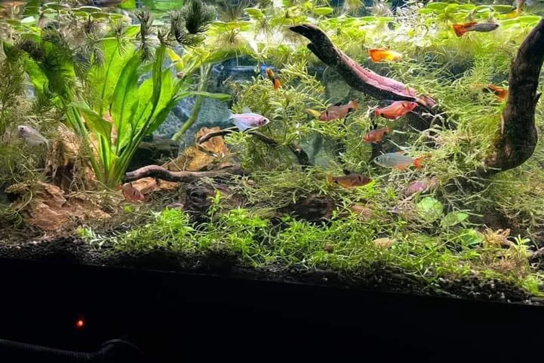 Are Pictus Catfish carnivorous?, Body Appearance