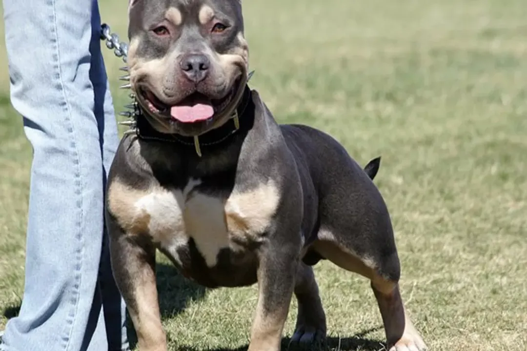 Are pocket Pitbulls healthy?, Defining Size