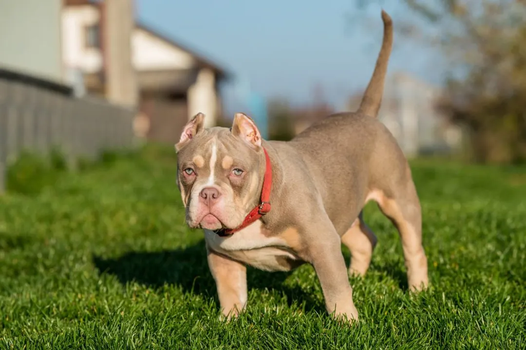 Are pocket Pitbulls healthy?