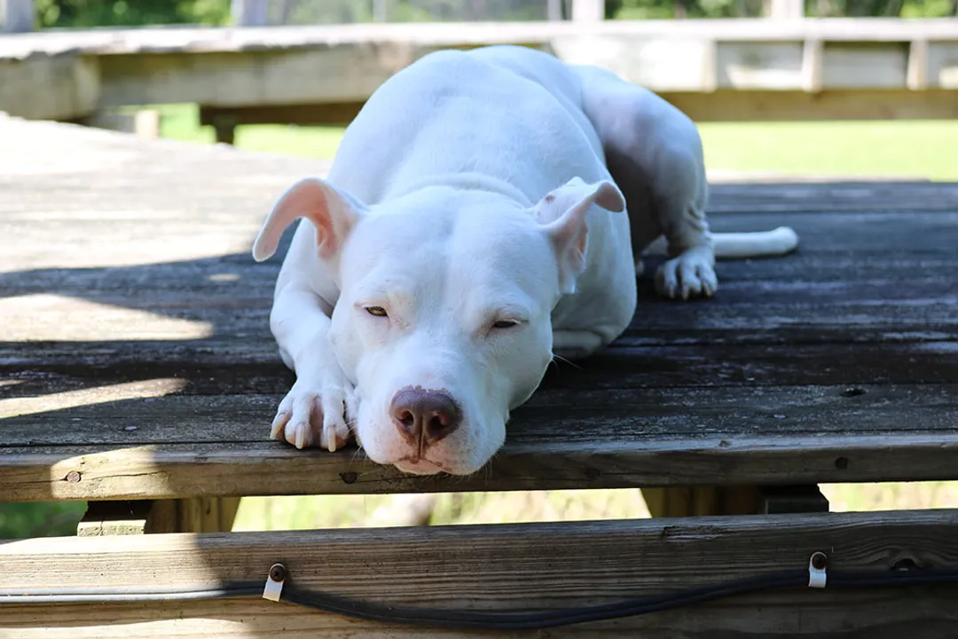 Are pocket Pitbulls healthy?, Skeletal Strain