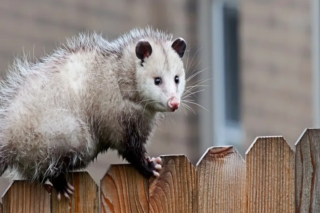Are possums good or bad in the backyard?, Safety Reality