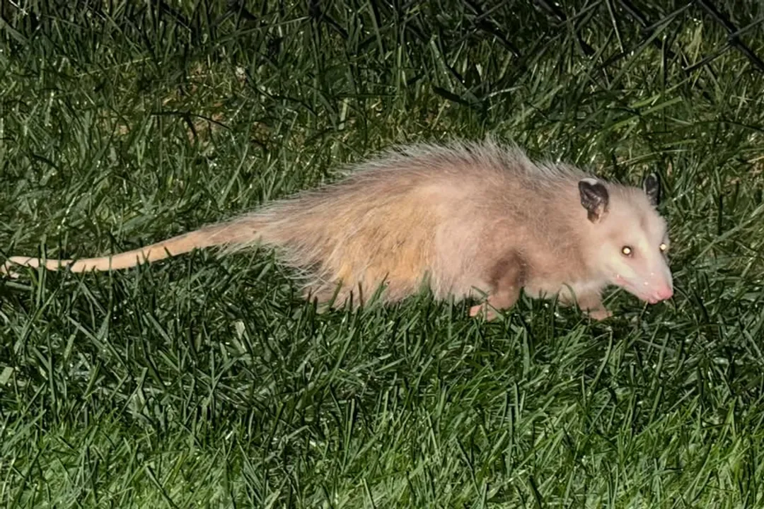 Are possums good or bad in the backyard?, Coexistence Methods