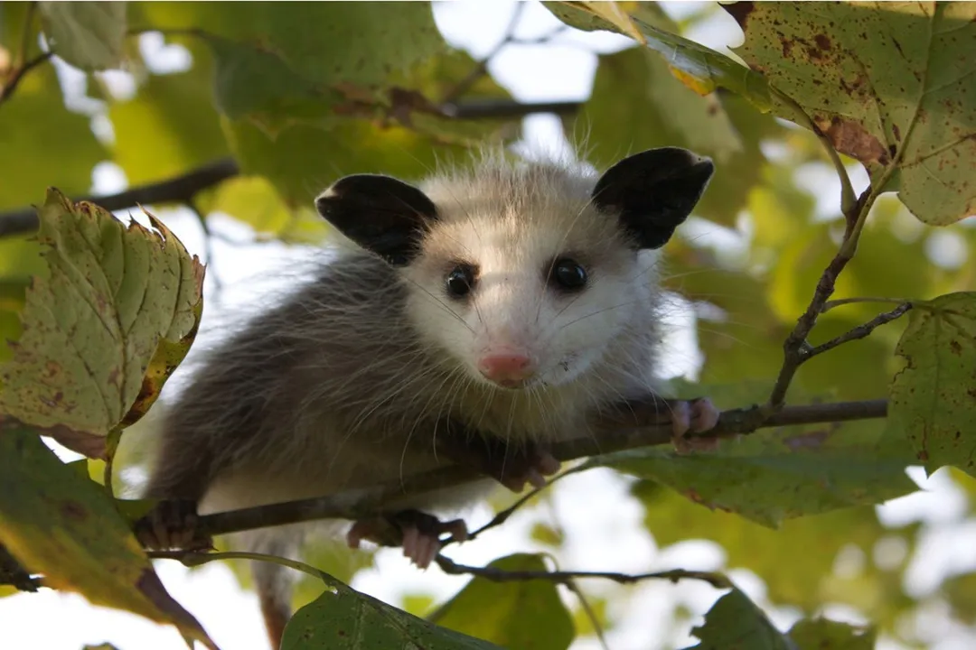 What significant ecological service do opossums provide regarding tick populations?