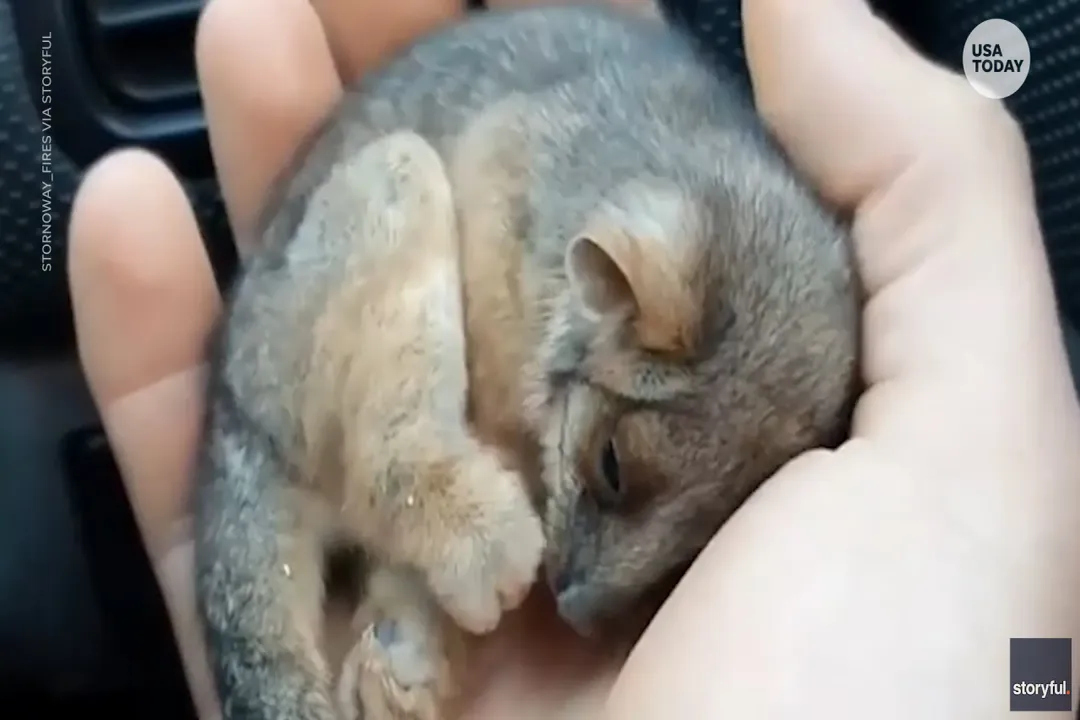 Are possums good or bad in the backyard?, Property Issues