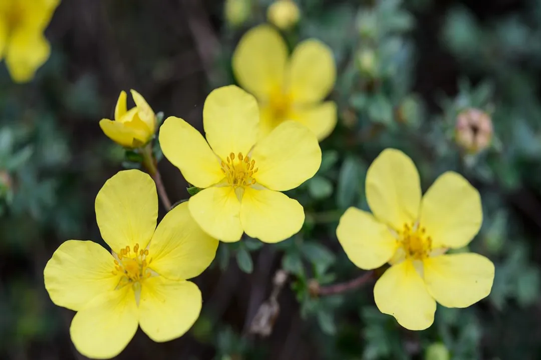 Are Potentilla toxic to dogs?