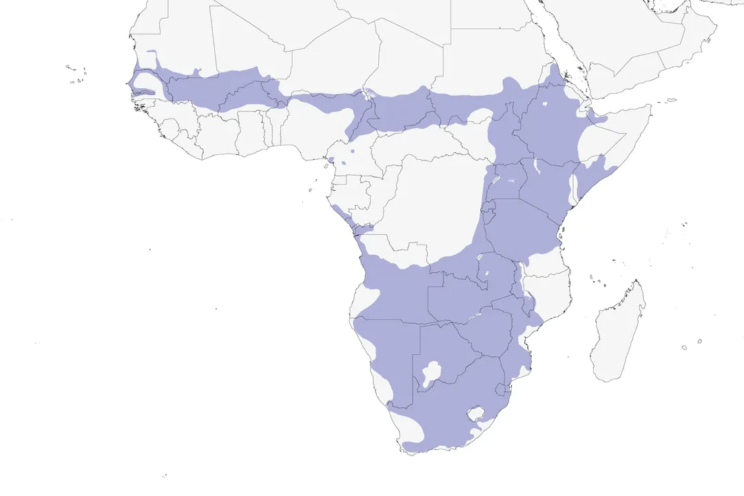 Are quelea birds endangered?, Pest Status