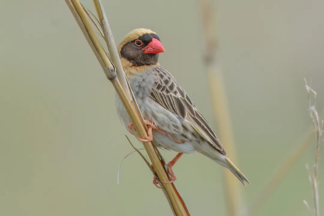 Are quelea birds endangered?, Immense Numbers
