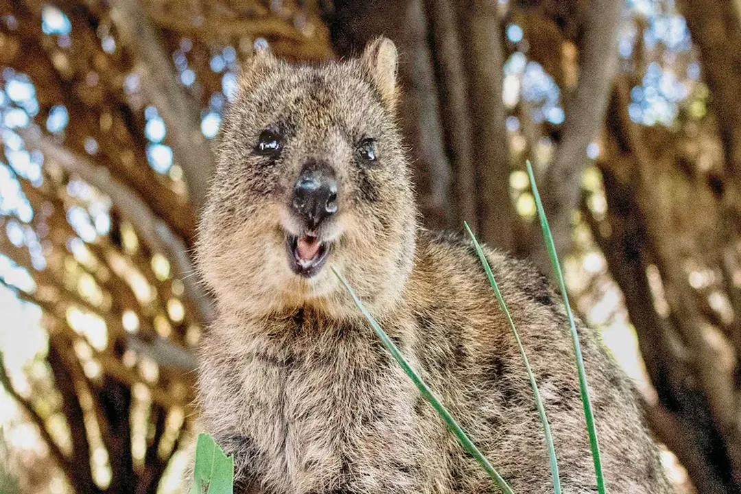 Are quokkas rodents or marsupials?, Island Home