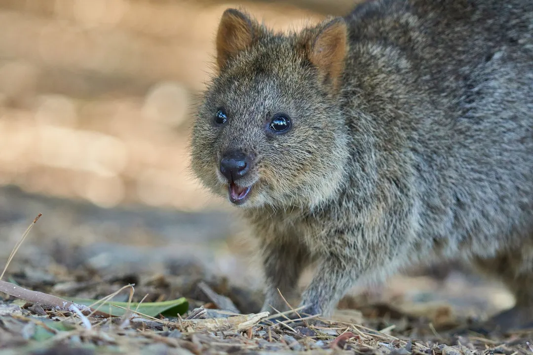 Are quokkas rodents or marsupials?, Pouch Biology