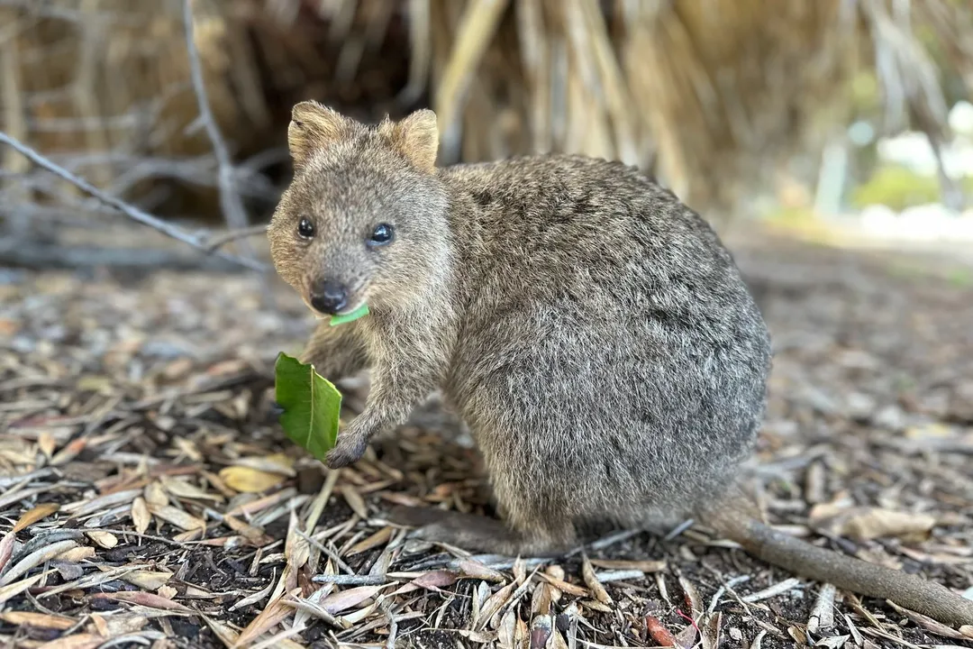 Are quokkas rodents or marsupials?, Mammal Mix-Up