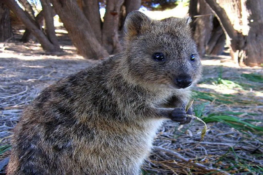 Are quokkas rodents or marsupials?, Marsupial Identity