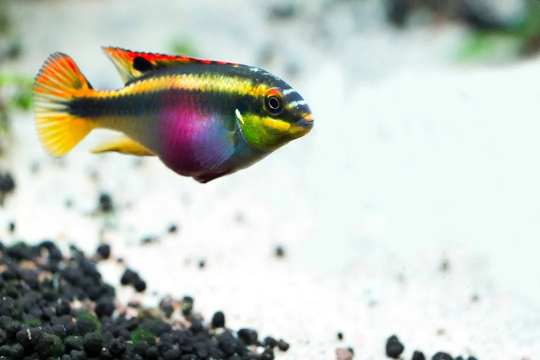 Are Rainbow Kribensis aggressive?, General Nature