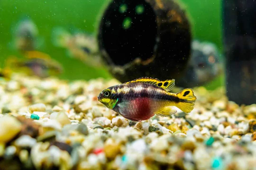 Are Rainbow Kribensis aggressive?, Tank Needs