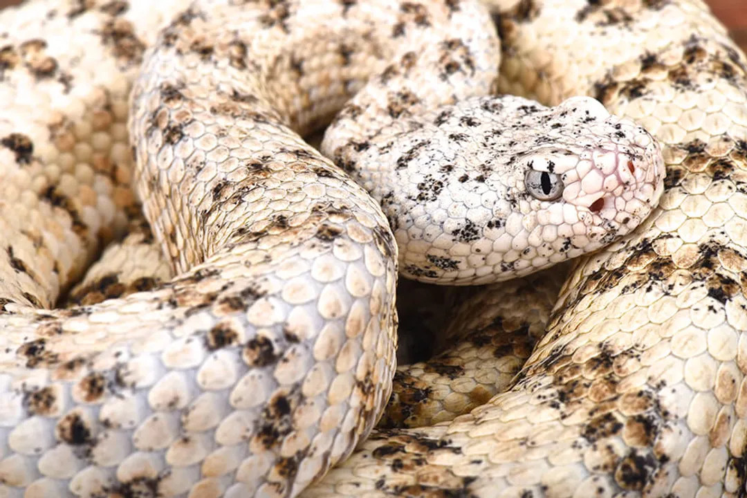 Are rattlesnakes reptiles or amphibians?, Scales Skin