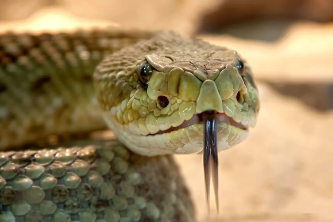 Are rattlesnakes reptiles or amphibians?, Life Cycles
