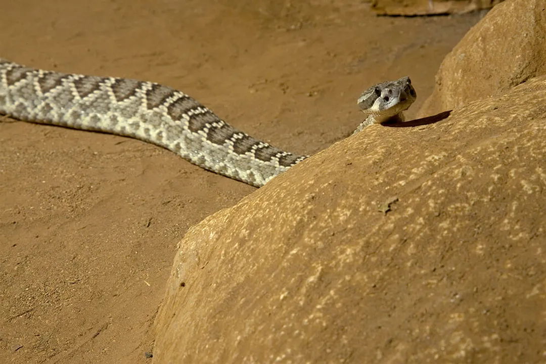 Are rattlesnakes reptiles or amphibians?, Rattlesnake Specifics