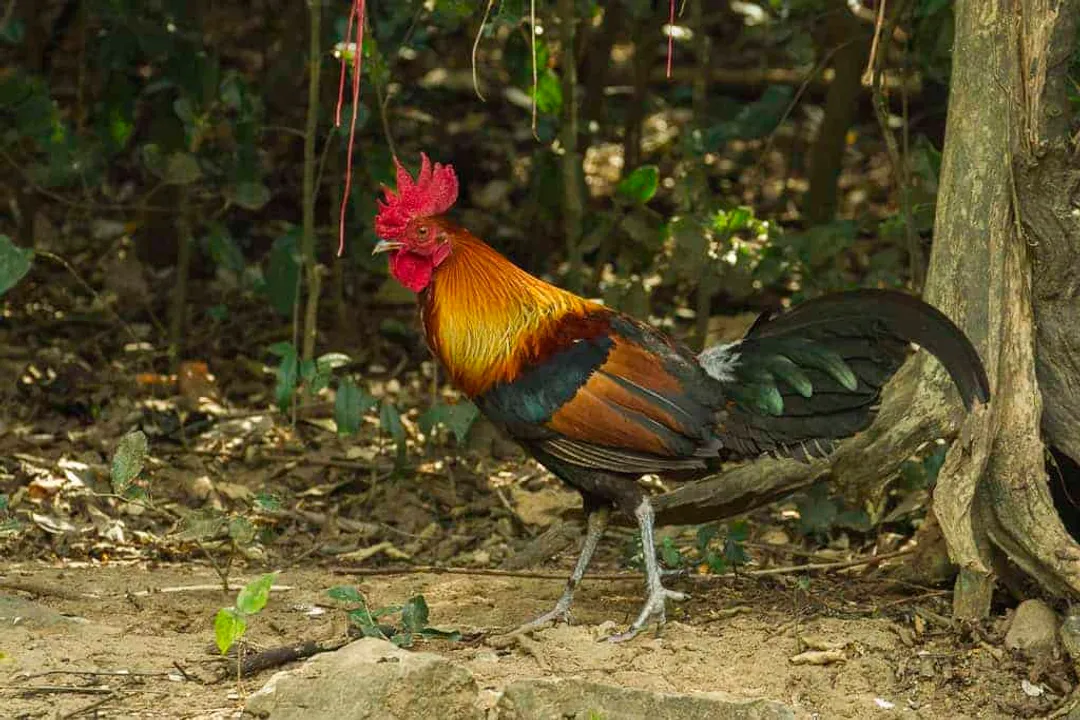 Are red junglefowl still around?, Distinguishing Traits