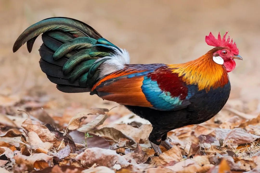 Are red junglefowl still around?, Evolutionary Origin