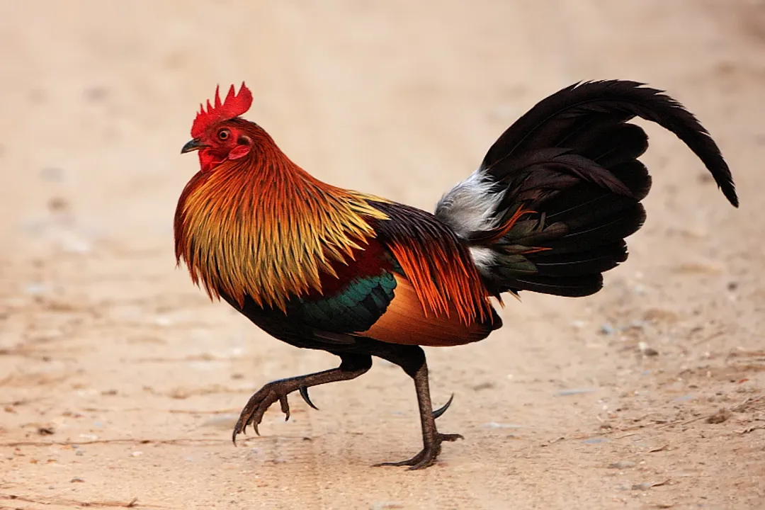 Are red junglefowl still around?, Conservation Complexities