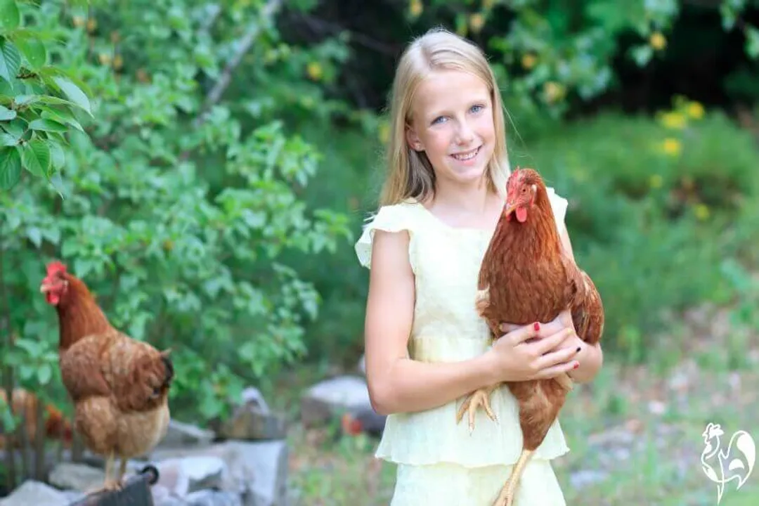 Are red stars good egg layers?, Egg Volume