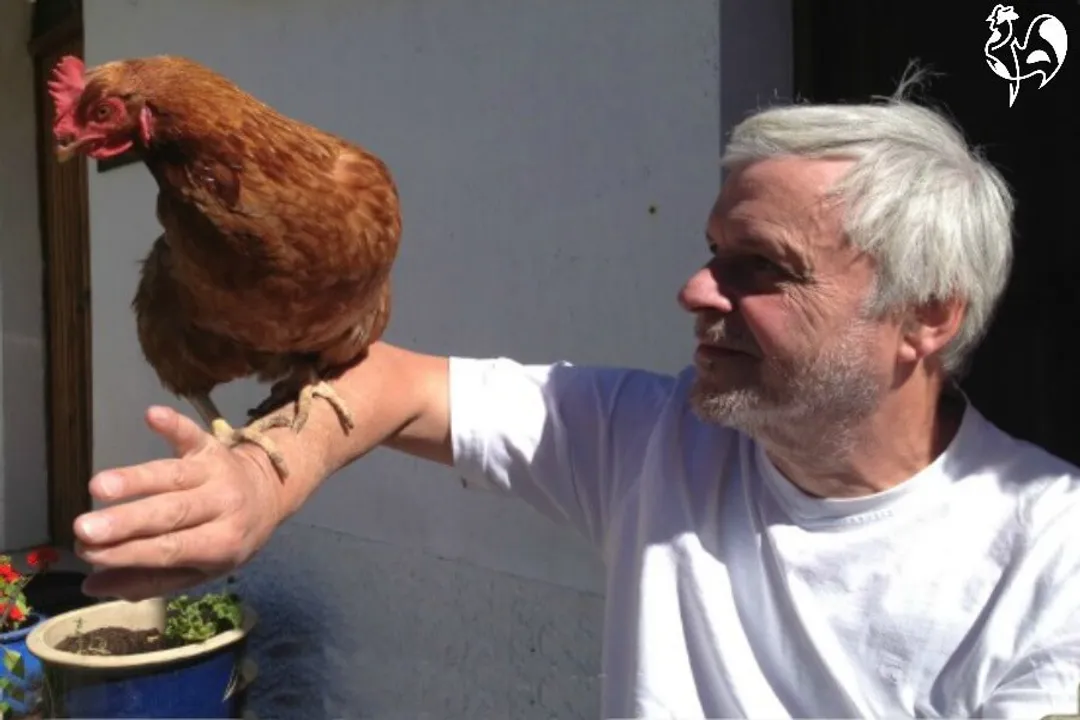 Are red stars good egg layers?, Bird Temperament