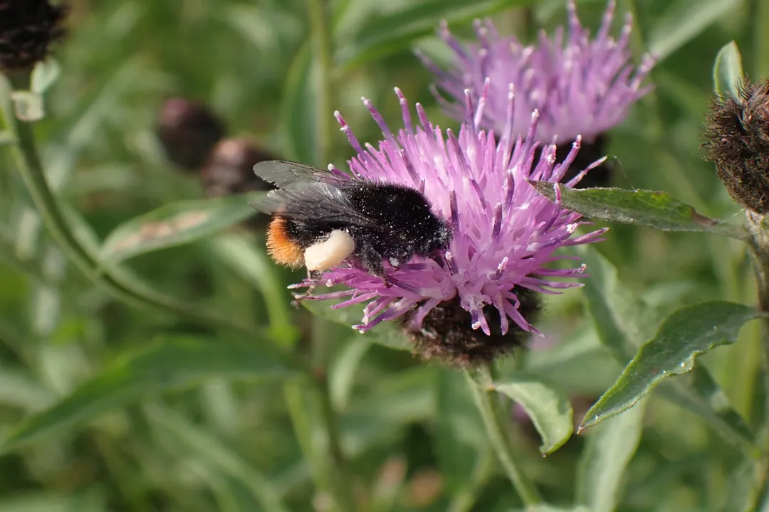 Are red-tailed bumblebees rare?, Distinguishing Lookalikes