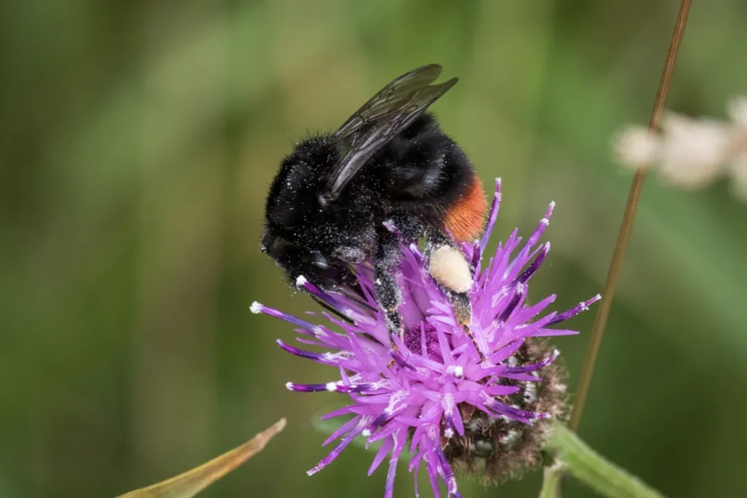 Are red-tailed bumblebees rare?, Common Status