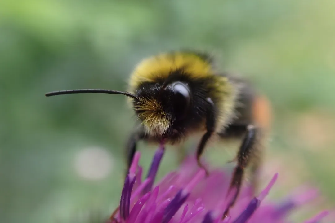 Are red-tailed bumblebees rare?, Striking Markings