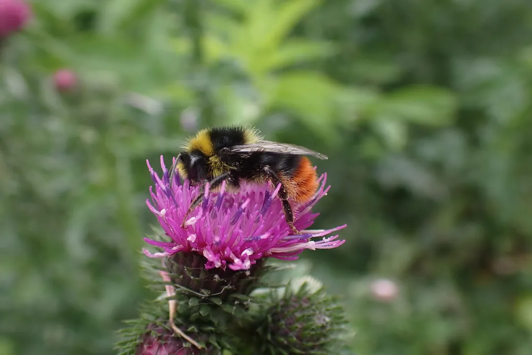 Are red-tailed bumblebees rare?, Habitat and Nesting Habits