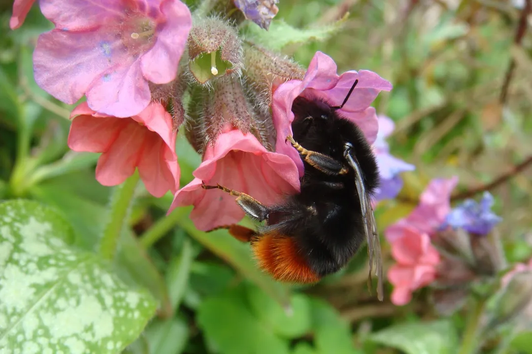 Are red-tailed bumblebees rare?