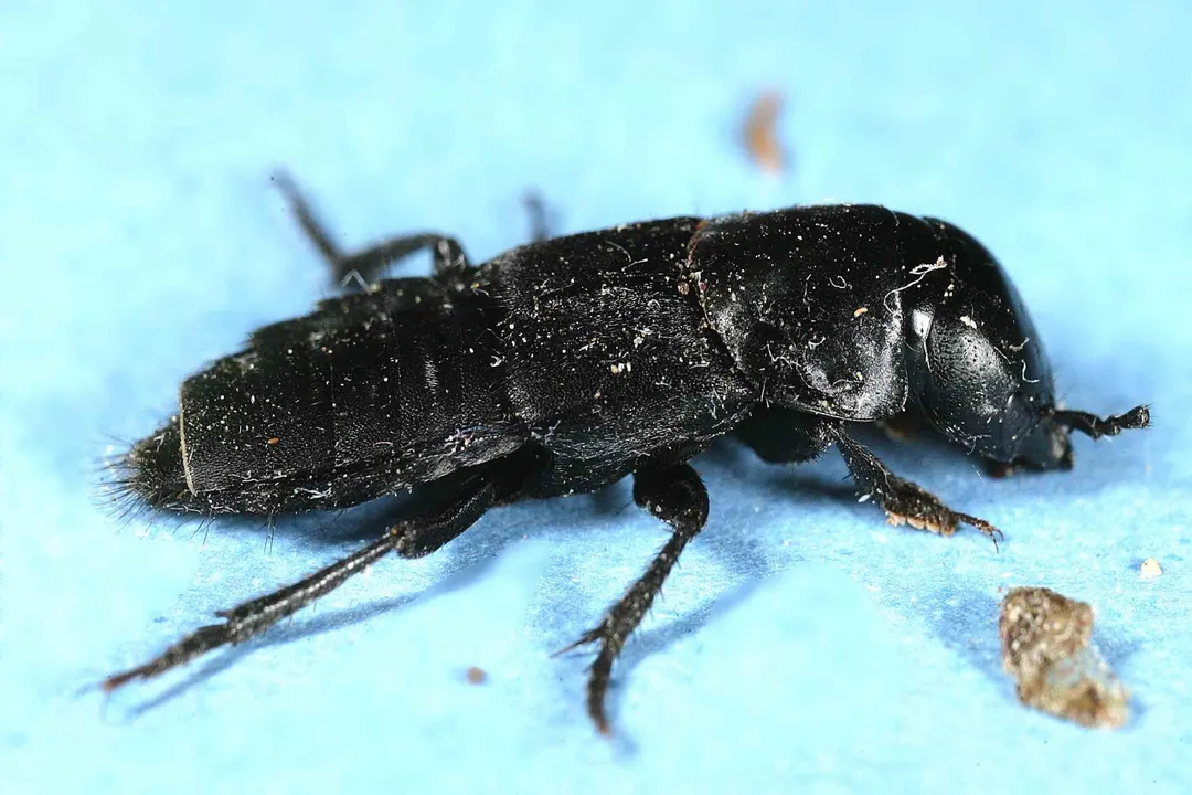Are rove beetles good or bad?, Preferred Environments