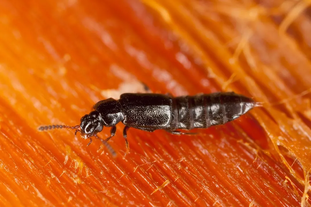 Are rove beetles good or bad?, Predatory Habits