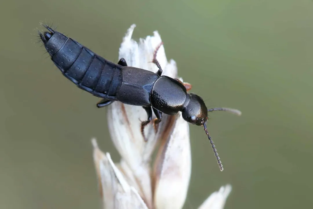 Are rove beetles good or bad?, Identification Features