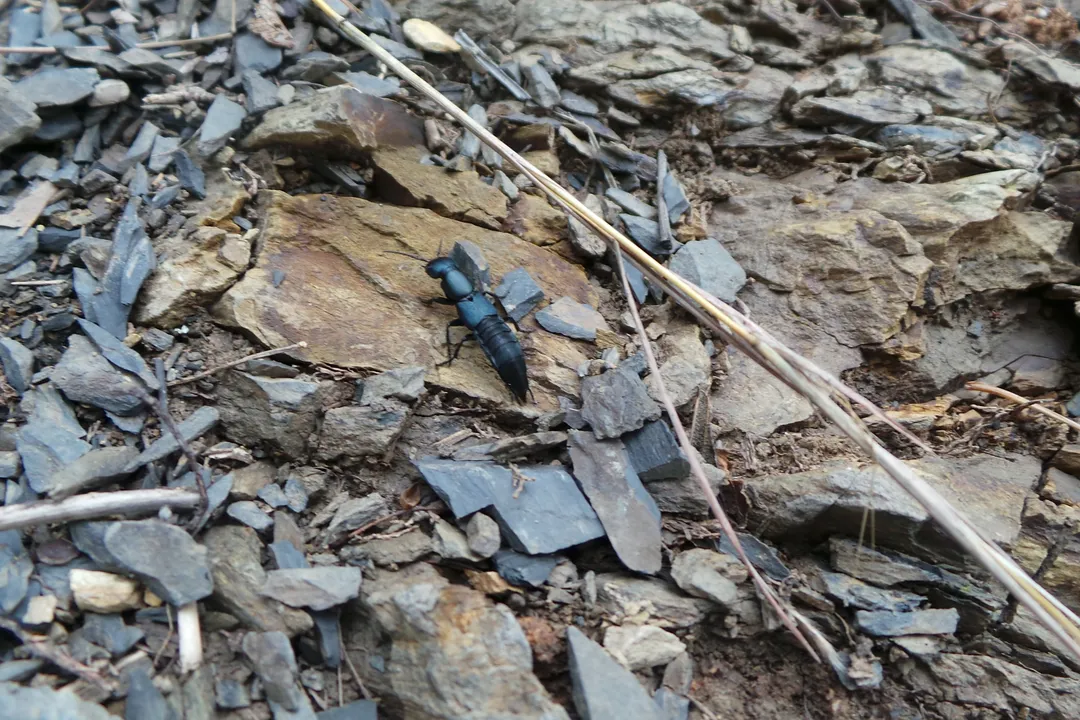 What beetle family do Rove Beetles belong to?