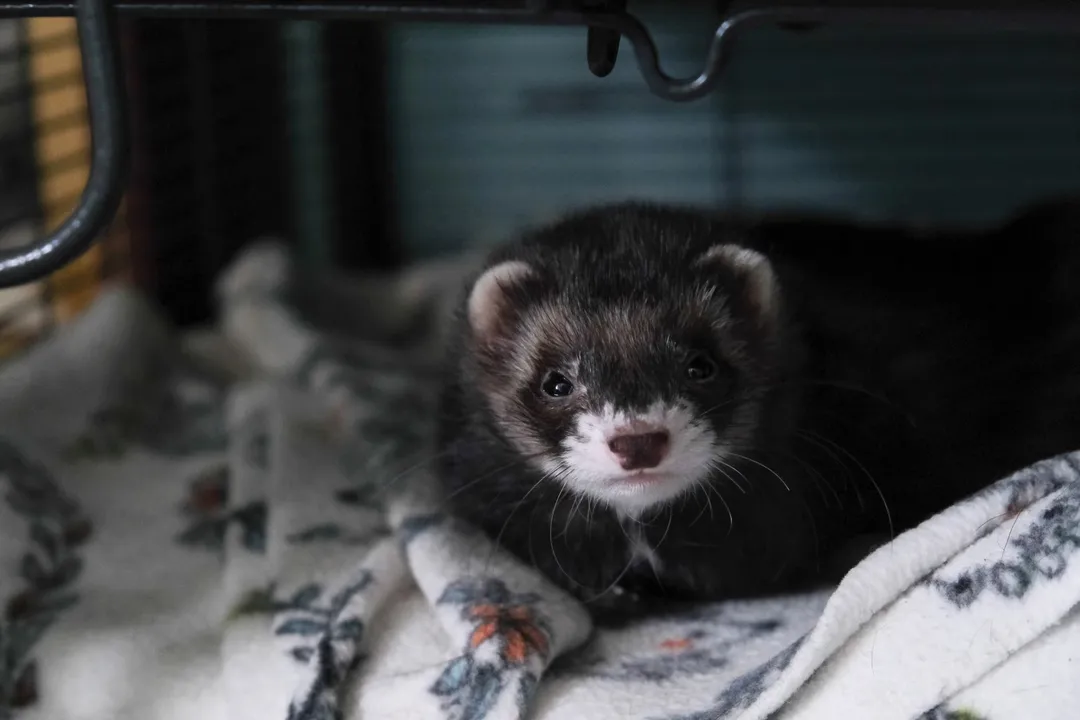 Are sable ferrets different from other ferrets?, Genetics and Appearance Variation