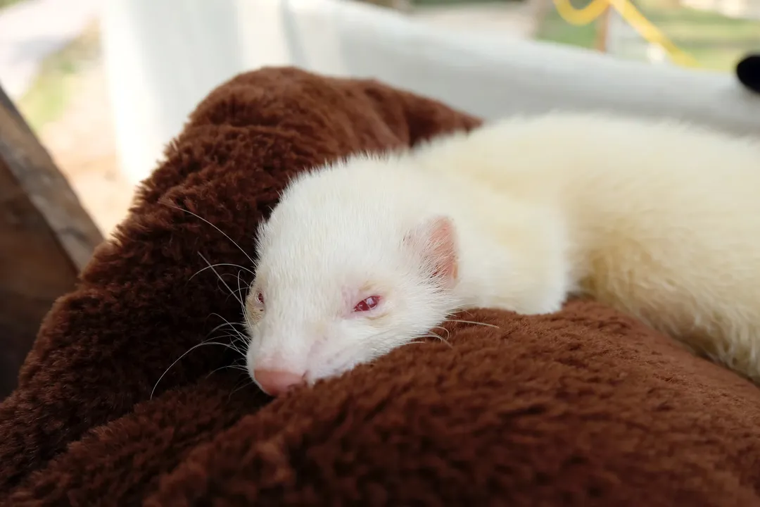 Are sable ferrets different from other ferrets?