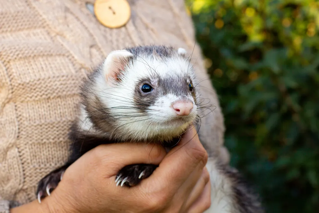 Are sable ferrets different from other ferrets?, Misconceptions of Lineage
