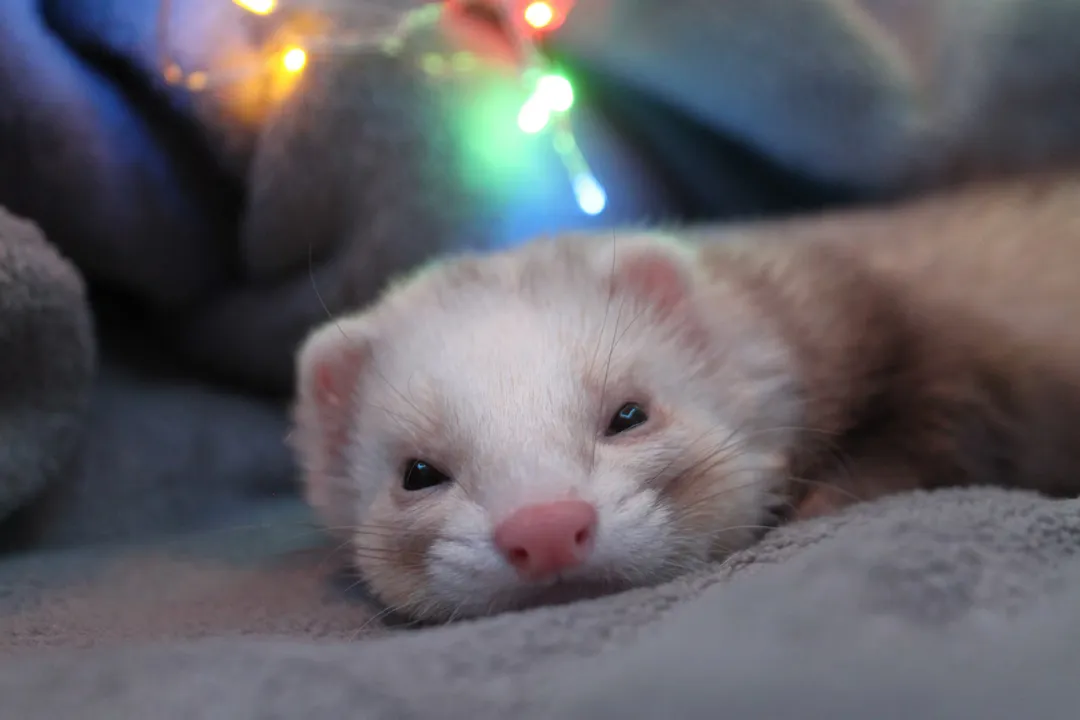 Are sable ferrets different from other ferrets?, Comparing Coat Markings