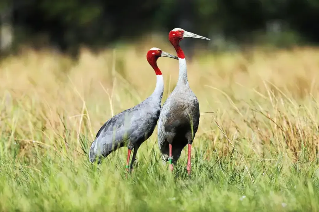 Are sarus cranes aggressive?, Territorial Defense